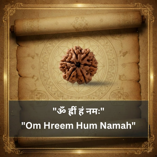 6 Mukhi Rudraksha Bead (Indonesian)