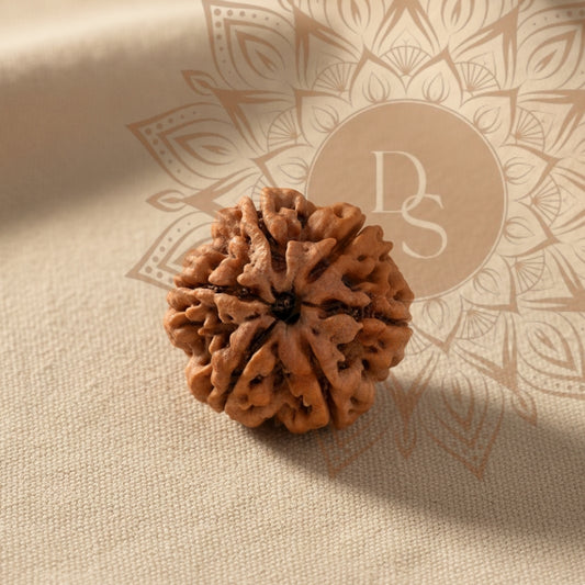 6 Mukhi Rudraksha Bead (Nepali)