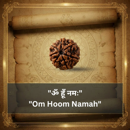 7 Mukhi Rudraksha Bead (Nepali)