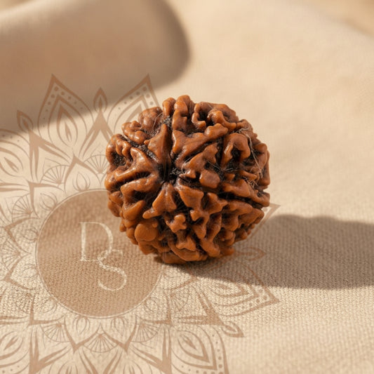 7 Mukhi Rudraksha Bead (Nepali)