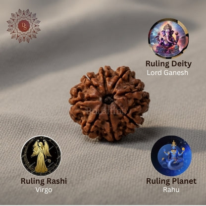 8 Mukhi Rudraksha Bead (Indonesia)