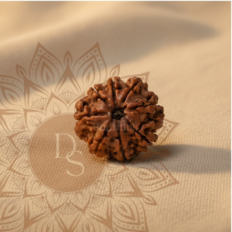 8 Mukhi Rudraksha Bead (Indonesia)