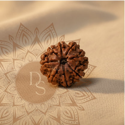 8 Mukhi Rudraksha Bead (Indonesia)