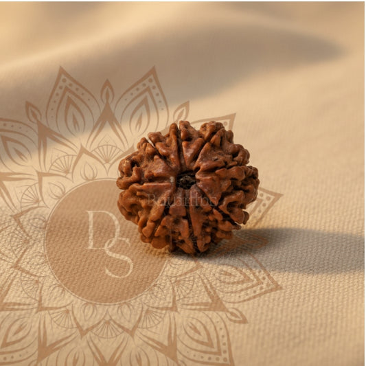 8 Mukhi Rudraksha Bead (Nepali)