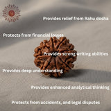 8 Mukhi Rudraksha Bead (Indonesia)