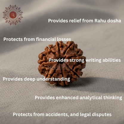 8 Mukhi Rudraksha Bead (Indonesia)