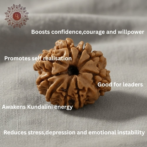 9 Mukhi Rudraksha Bead (Nepali)
