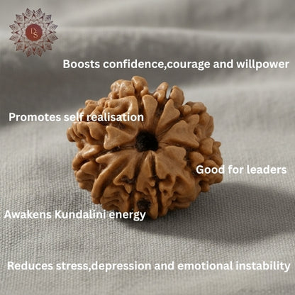 9 Mukhi Rudraksha Bead (Nepali)