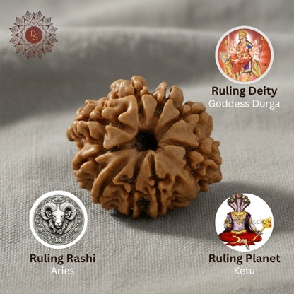 9 Mukhi Rudraksha Bead (Nepali)