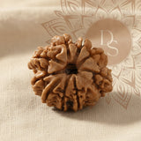 9 Mukhi Rudraksha Bead (Indonesian)