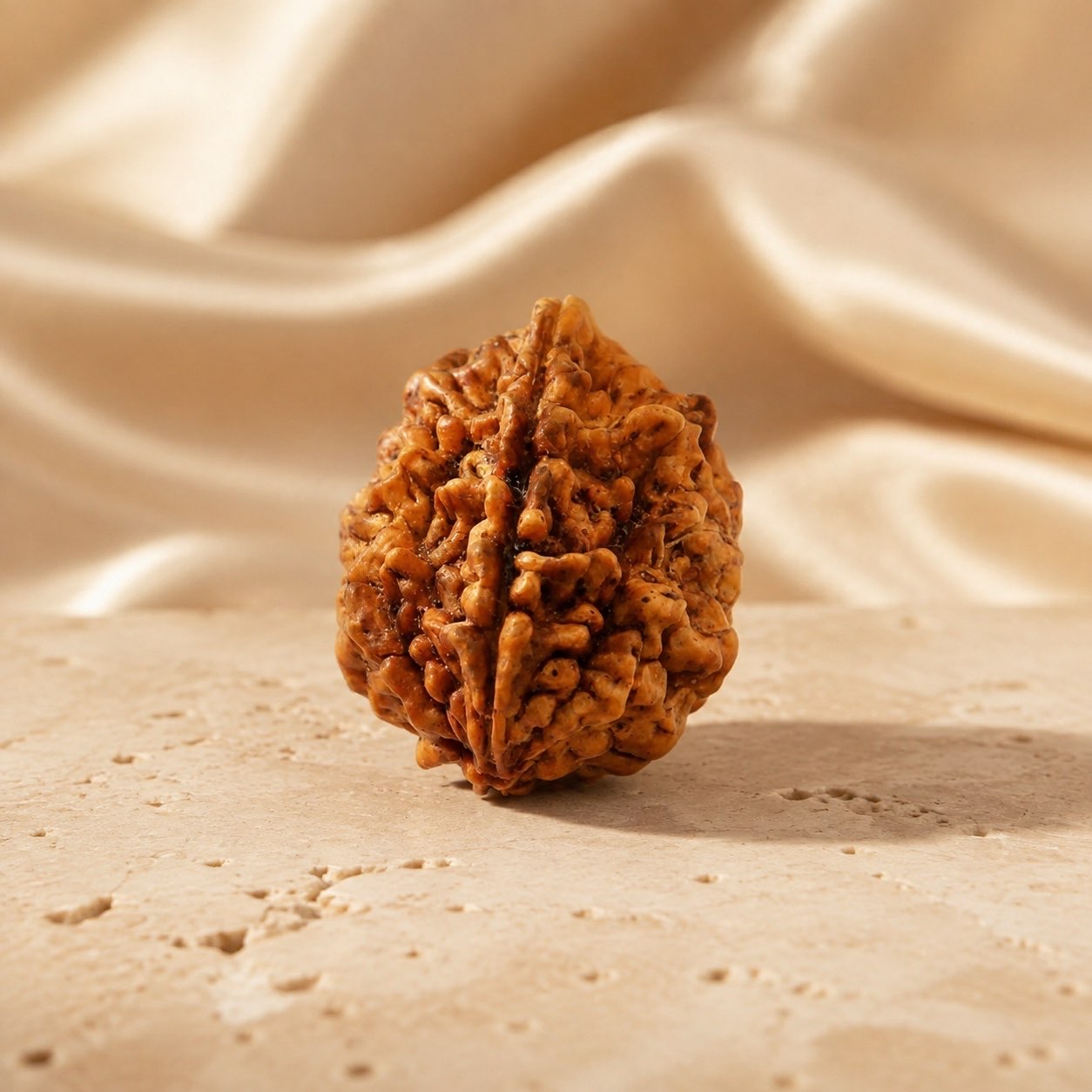 2 Mukhi Rudraksha Bead (Indonesian) three quarter view