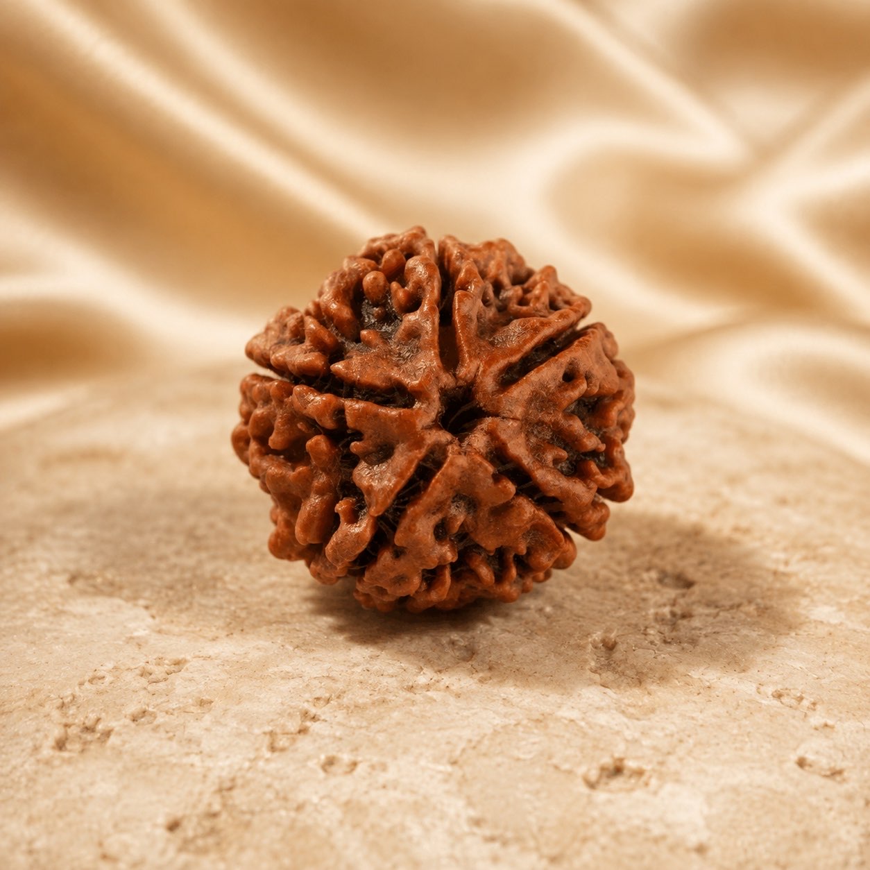 5 Mukhi Rudraksha Bead (Nepali) front view