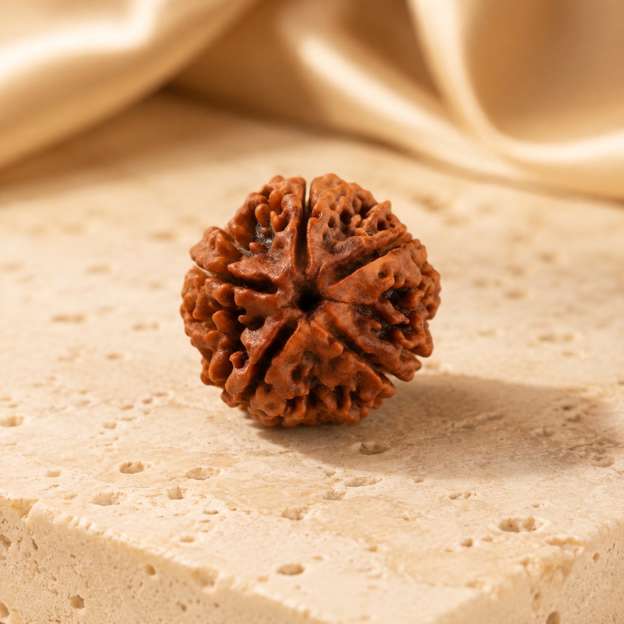 5 Mukhi Rudraksha Bead (Nepali) three quarter view