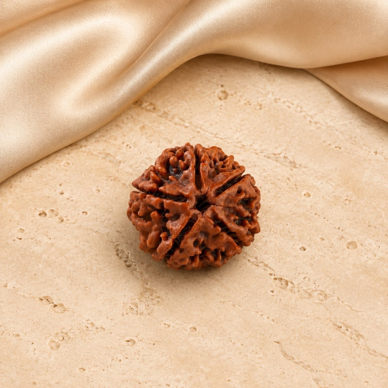 5 Mukhi Rudraksha Bead (Nepali) top view