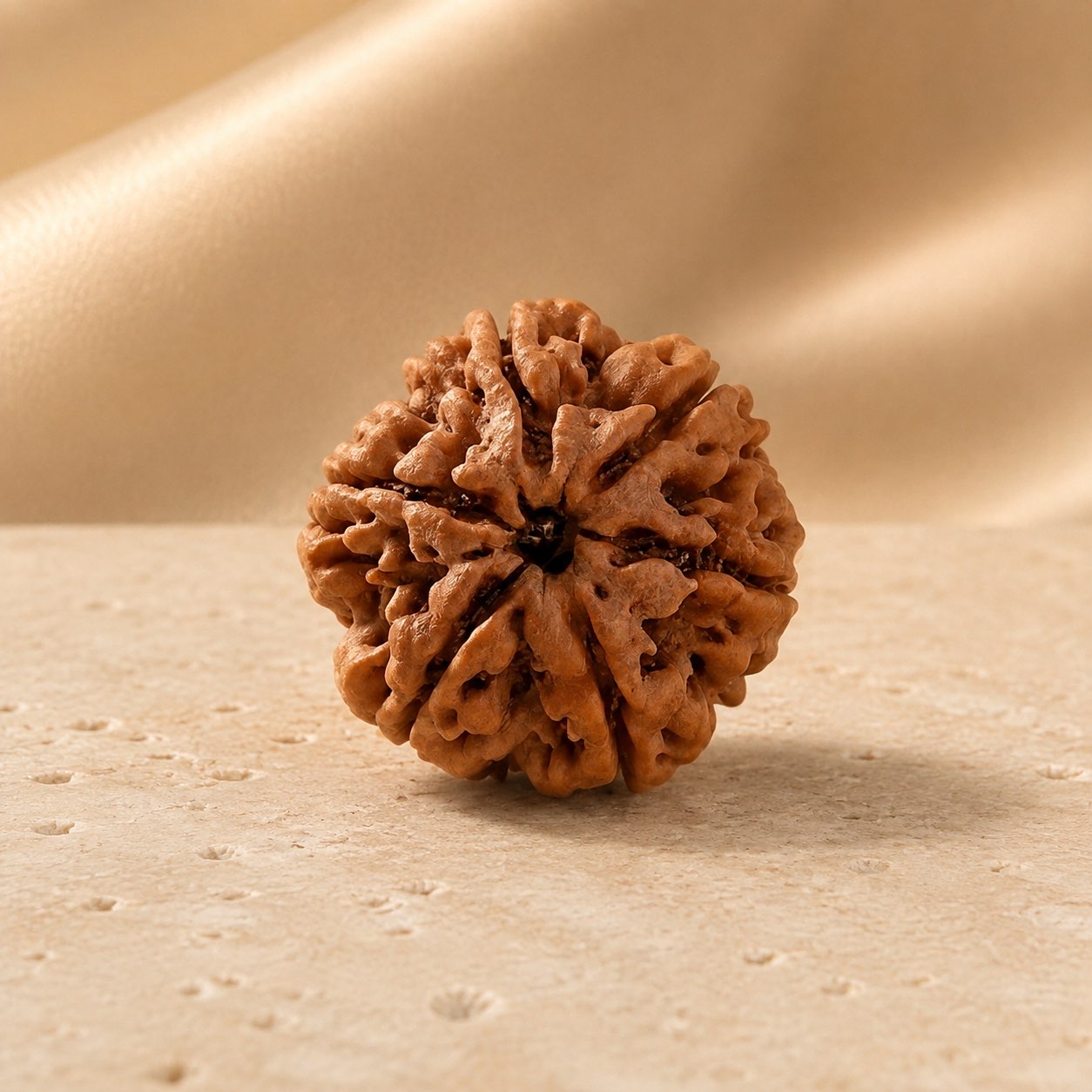 6 Mukhi Rudraksha Bead (Nepali) front view
