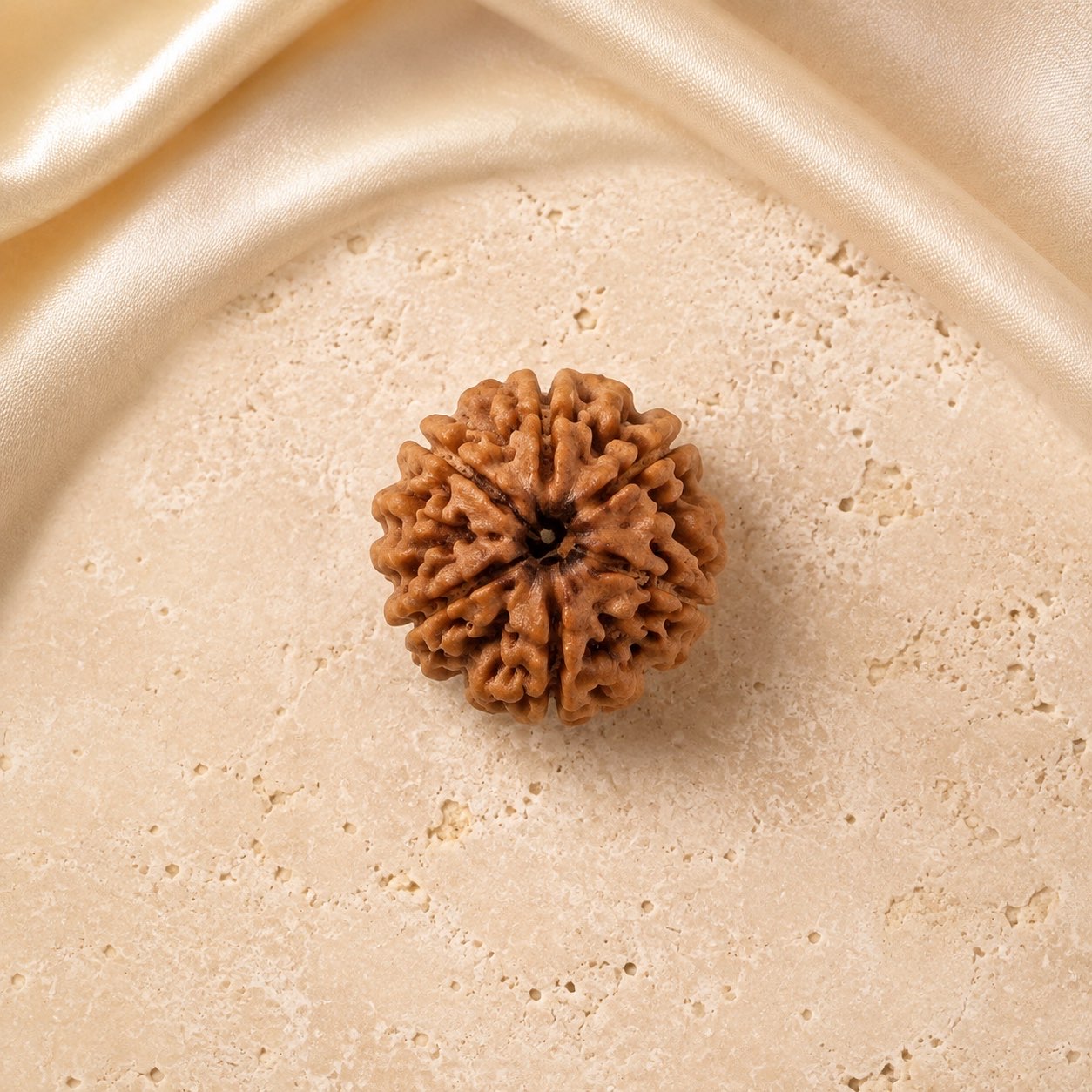 6 Mukhi Rudraksha Bead (Nepali) top view