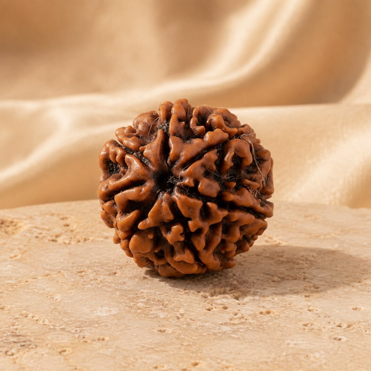 7 Mukhi Rudraksha Bead (Nepali) front view