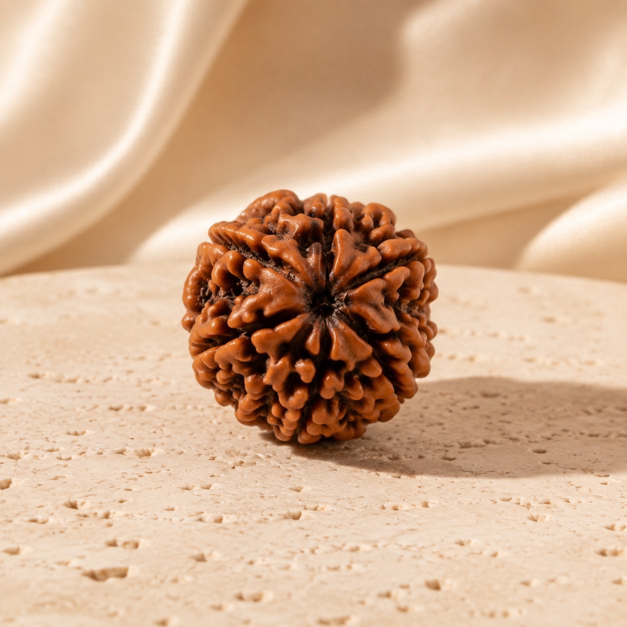 7 Mukhi Rudraksha Bead (Nepali) three quarter view