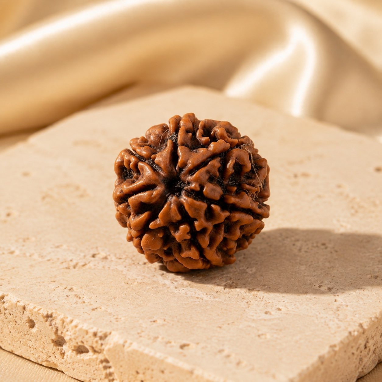 7 Mukhi Rudraksha Bead (Nepali) natural mukhi line detail