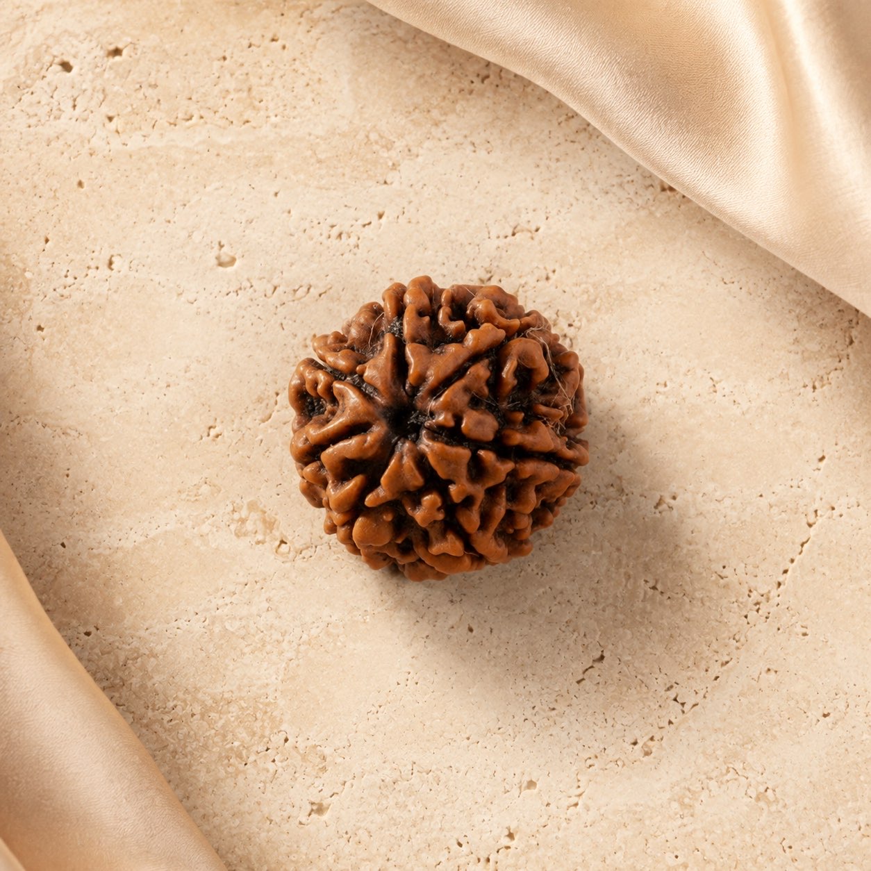 7 Mukhi Rudraksha Bead (Nepali) top view