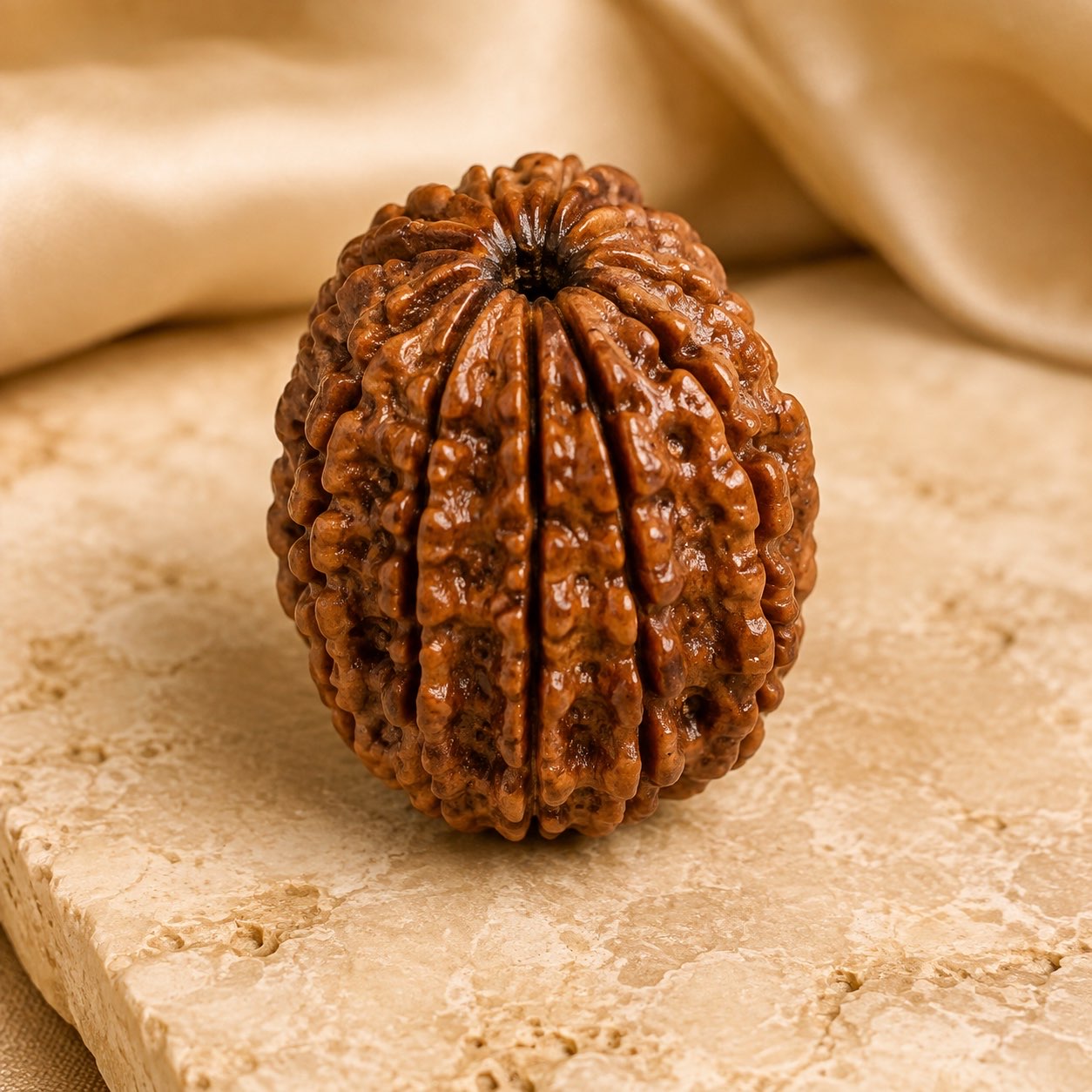 11 Mukhi Rudraksha Bead (Nepali) three quarter view