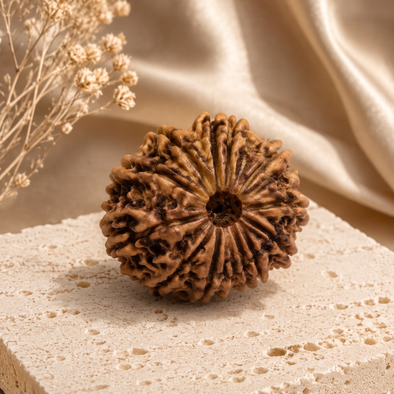 12 Mukhi Rudraksha Bead (Nepali) three quarter view