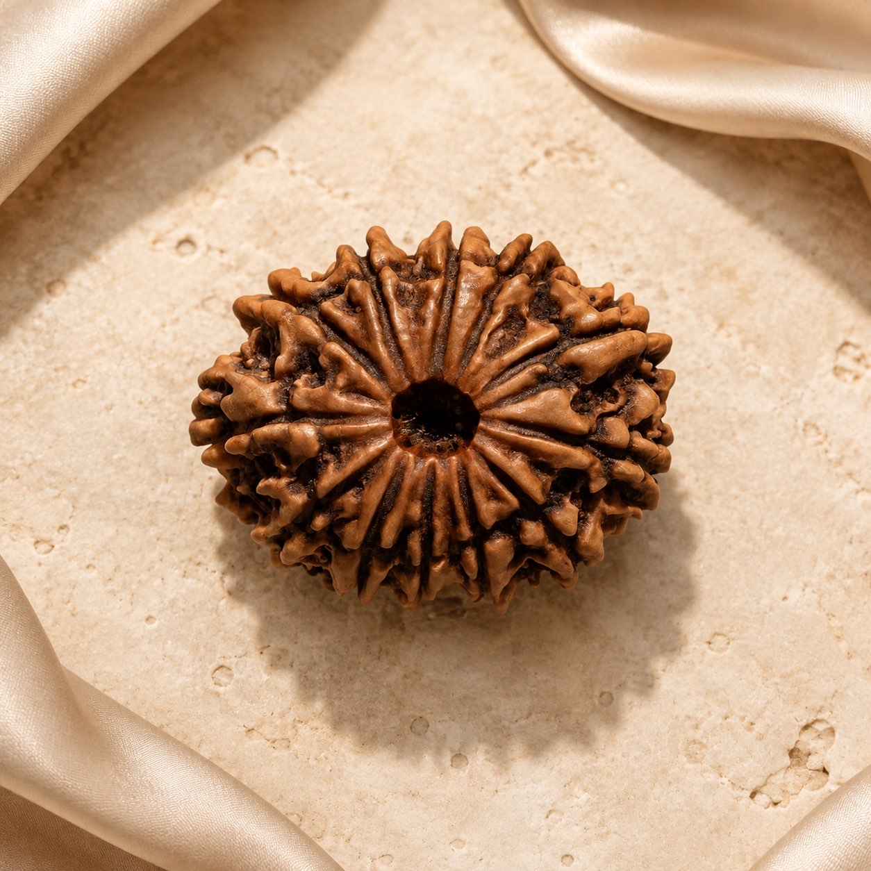 12 Mukhi Rudraksha Bead (Nepali) top view
